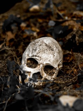 İnsan kafatası yan ağacının kökleri toprakta gömülü önünde. Kafatası ölüm ve Cadılar Bayramı skull.concept bağlı kir vardır