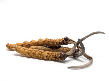 Tırtıl sinensis (Chong Cao, Dong Chong Xia Cao) veya mantar cordyceps yakın bir ot bu. Hastalıkların tedavisinde tıbbi özellikleri.