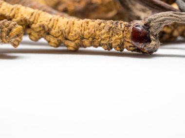 Tırtıl sinensis (Chong Cao, Dong Chong Xia Cao) veya mantar cordyceps yakın bir ot bu. Hastalıkların tedavisinde tıbbi özellikleri.