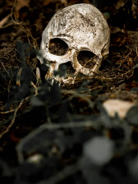 Перед людським черепом закопують у ґрунт з корінням дерева збоку. Череп має бруд, прикріплений до черепа. концепція смерті та Хеллоуїна — стокове фото