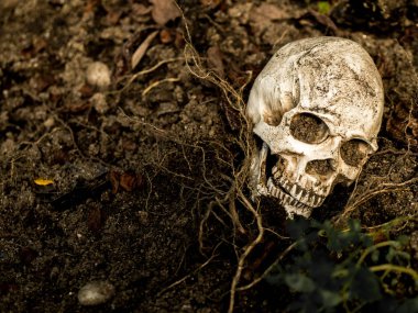 İnsan kafatası yan ağacının kökleri toprakta gömülü önünde. Kafatası ölüm ve Cadılar Bayramı skull.concept bağlı kir vardır
