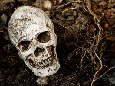 İnsan kafatası yan ağacının kökleri toprakta gömülü önünde. Kafatası ölüm ve Cadılar Bayramı skull.concept bağlı kir vardır
