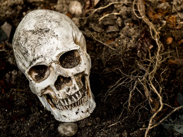 In front of human skull buried in the soil with the roots of the tree on the side. The skull has dirt attached to the skull.concept of death and Halloween — Stock Photo, Image