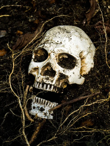 Na frente do crânio humano enterrado no solo com as raízes da árvore ao lado. O crânio tem sujeira anexada ao conceito de morte e Halloween — Fotografia de Stock