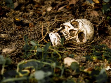 İnsan kafatası yan ağacının kökleri toprakta gömülü önünde. Kafatası ölüm ve Cadılar Bayramı skull.concept bağlı kir vardır