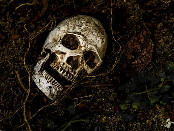 Na frente do crânio humano enterrado no solo com as raízes da árvore ao lado. O crânio tem sujeira anexada ao conceito de morte e Halloween — Fotografia de Stock