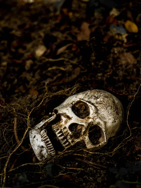 Na frente do crânio humano enterrado no solo com as raízes da árvore ao lado. O crânio tem sujeira anexada ao conceito de morte e Halloween — Fotografia de Stock