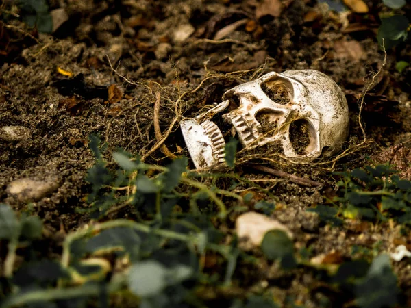 Vor einem menschlichen Schädel, der in der Erde begraben ist, mit den Wurzeln des Baumes auf der Seite. Der Schädel hat Schmutz am Schädel. Konzept von Tod und Halloween — Stockfoto