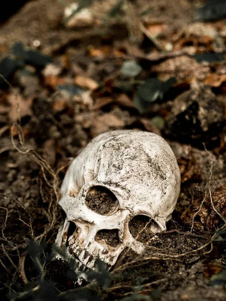 Na frente do crânio humano enterrado no solo com as raízes da árvore ao lado. O crânio tem sujeira anexada ao conceito de morte e Halloween — Fotografia de Stock