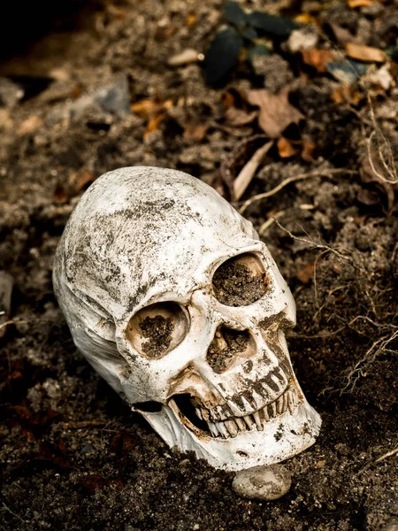 In front of human skull buried in the soil with the roots of the tree on the side. The skull has dirt attached to the skull.concept of death and Halloween — Stock Photo, Image