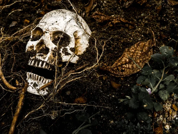 Před lidská lebka, pohřben v půdě s kořeny stromu na straně. Lebka je špína připojené k skull.concept smrti a Halloween — Stock fotografie