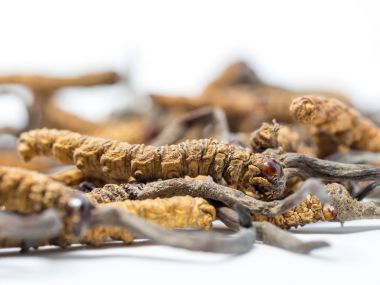 Tırtıl sinensis (Chong Cao, Dong Chong Xia Cao) veya mantar cordyceps yakın bir otlar bu. 
