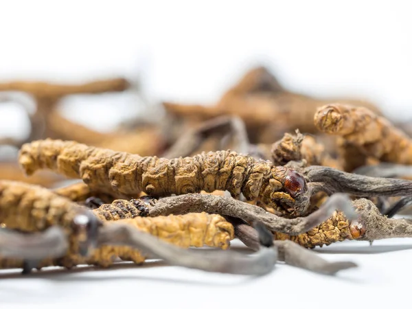 Cerrar Ophiocordyceps sinensis (CHONG CAO, DONG CHONG XIA CAO) o champiñones cordyceps esto es una hierba . — Foto de Stock