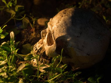 Kafatası üzerinde ahşap bir masa yerleştirilir. Bir ahşap plaka ve mum ışığı kafatasında arka plan olduğunu.