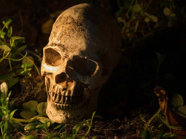 Der Schädel liegt auf einem Holztisch. der Hintergrund ist ein Holzteller und Licht von der Kerze bis zum Schädel. — Stockfoto