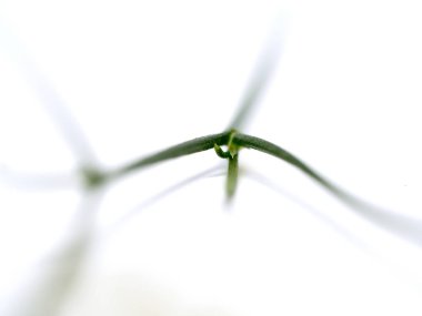 yeşil dal çiçek için doğa arka plan beyaz arka plan üzerinde odak noktası seçin