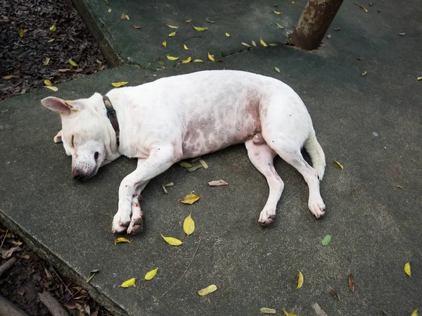 Le chien blanc porte un collier noir. Sommeil paisible sur le sol. Les feuilles sont jaunes autour du chien blanc . — Photo