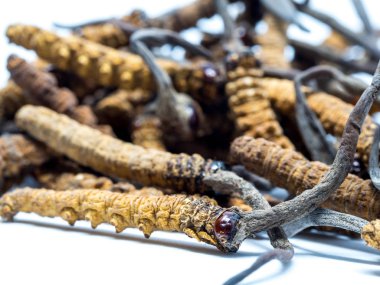 Tırtıl sinensis (Chong Cao, Dong Chong Xia Cao) veya mantar cordyceps yakın bir ot bu. Hastalıkların tedavisinde tıbbi özellikleri.