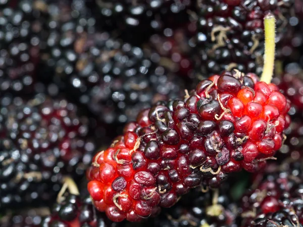 빨간색의 초점을 선택 하 고 보라색 멀베리 배경 mulberries의 그룹은. — 스톡 사진