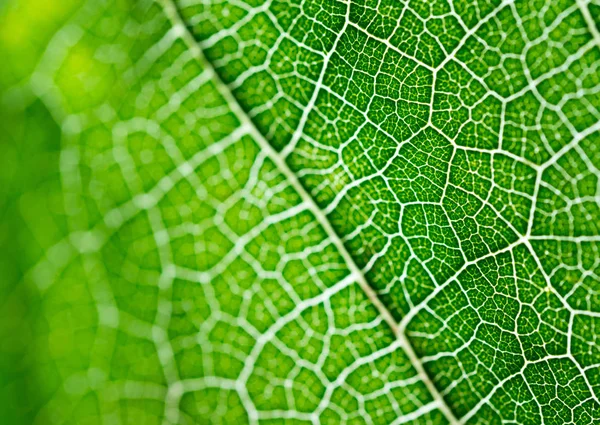 Selezionare messa a fuoco di texture foglia verde macro e bleary di texture foglie.Utile come sfondo . — Foto Stock