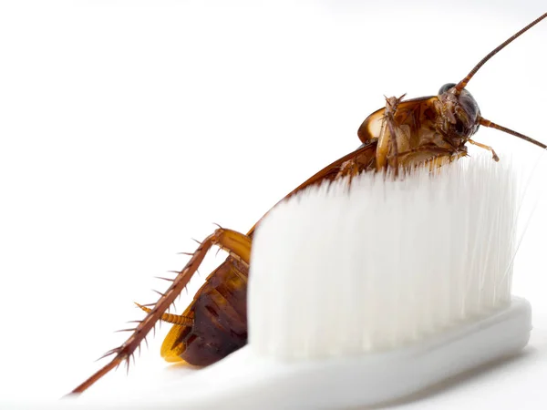 Kakkerlakken Stok Het Puntje Van Een Witte Tandenborstel Kakkerlakken Zijn — Stockfoto
