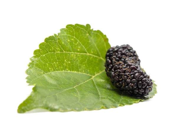 Moras Con Hojas Aisladas Sobre Fondo Blanco Morera Esta Una —  Fotos de Stock