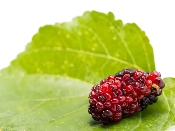 Moras Con Hojas Aisladas Sobre Fondo Blanco Morera Esta Una —  Fotos de Stock