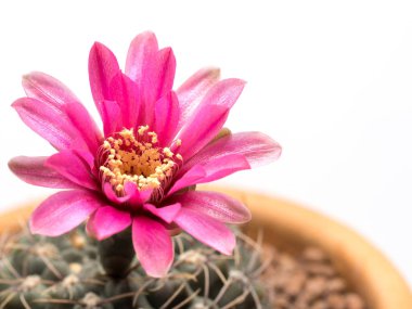 Yakın çekim bir tencerede pembe çiçekli kaktüs. Beyaz bir arka plan üzerinde izole.