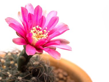 Yakın çekim bir tencerede pembe çiçekli kaktüs. Beyaz bir arka plan üzerinde izole.