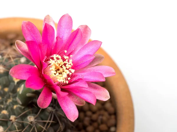Close Cactus Pink Flower Pot Isolated White Background — Stock Photo, Image