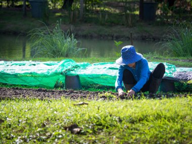 Çiftçi araziler içinde fidan dikim. Yeşil çim cephesidir. Bir su birikintisi ekimi için döndü.