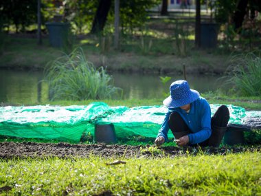 Çiftçi araziler içinde fidan dikim. Yeşil çim cephesidir. Bir su birikintisi ekimi için döndü.
