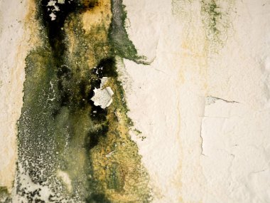 Eski duvar boya kabuğu tarafından su çatıdan neden oldu. Yeşil liken duvara yapışma
