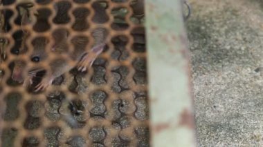 farenin yumuşak odak bir kafes içinde bir fare yakalamak oldu. Fareler leptospirosis, veba, ev ve konut olmamalıdır gibi fare insanlara hastalık bulaşma vardır. Sıçan gözleri korktuğunu belli etme.