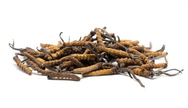 Tırtıl sinensis (Chong Cao, Dong Chong Xia Cao) veya mantar cordyceps yakın bir ot bu. Hastalıkların tedavisinde tıbbi özellikleri.