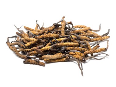 Tırtıl sinensis (Chong Cao, Dong Chong Xia Cao) veya mantar cordyceps yakın bir ot bu. Hastalıkların tedavisinde tıbbi özellikleri.
