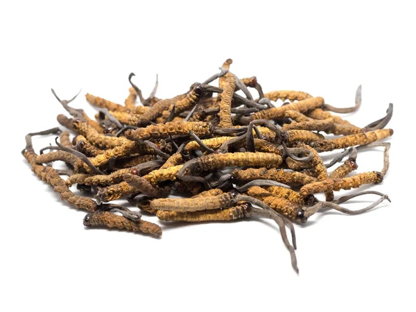 Tırtıl sinensis (Chong Cao, Dong Chong Xia Cao) veya mantar cordyceps yakın bir ot bu. Hastalıkların tedavisinde tıbbi özellikleri.