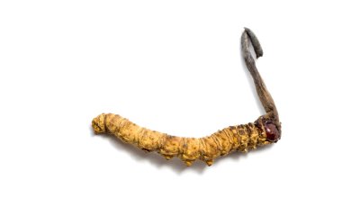 Tırtıl sinensis (Chong Cao, Dong Chong Xia Cao) veya mantar cordyceps yakın bir ot bu. Hastalıkların tedavisinde tıbbi özellikleri.