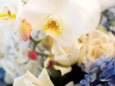 Yumuşak ve beyaz orkide çiçek ve arka plan kavramının mor orkide çiçek odak bulanıklık