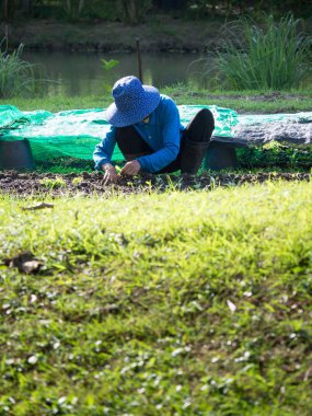 Çiftçi araziler içinde fidan dikim. Yeşil çim cephesidir. Bir su birikintisi ekimi için döndü.