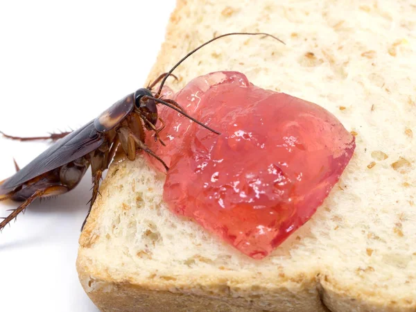 Nahaufnahme Kakerlake Auf Dem Vollkornbrot Mit Roter Marmelade Vollkornbrot Essen — Stockfoto