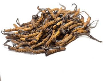 Tırtıl sinensis (Chong Cao, Dong Chong Xia Cao) veya mantar cordyceps yakın bir ot bu. Hastalıkların tedavisinde tıbbi özellikleri.