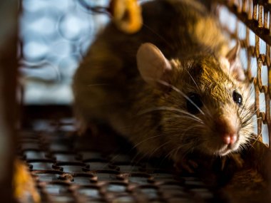 Bir sıçan yakalamak bir kafese fareydi. fareyi Leptospirosis, veba gibi insanlara hastalığı bulaşıcı hastalık var. Ev ve konut fareler olmamalıdır. Sıçan gözleri korktuğunu belli etme.