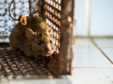 Bir sıçan yakalamak bir kafese fareydi. fareyi Leptospirosis, veba gibi insanlara hastalığı bulaşıcı hastalık var. Ev ve konut fareler olmamalıdır. Sıçan gözleri korktuğunu belli etme.