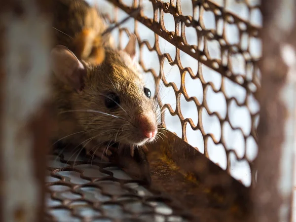 Bir Sıçan Yakalamak Bir Kafese Fareydi Fareyi Leptospirosis Veba Gibi — Stok fotoğraf