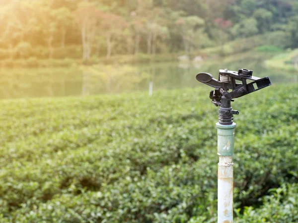 Шпрингер Полива Фон Зеленый Чай Плантации — стоковое фото