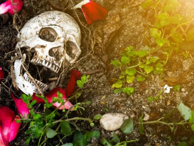 İnsan kafatası kökleri toprakla gömülü önünde