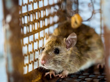 yumuşak odak bir sıçan yakalamak bir kafes içinde sıçan. fareyi Leptospirosis, veba gibi insanlara hastalığı bulaşıcı hastalık var. Ev ve konut fareler olmamalıdır. Sanitasyon ve sağlık kavramı.