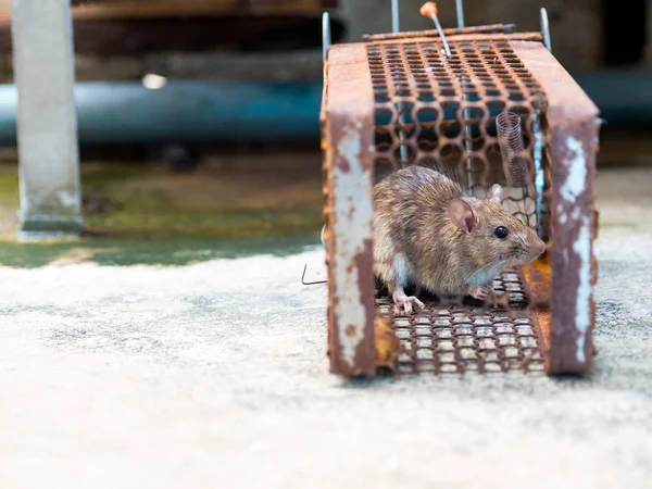 Rat Trapped Trap Cage Trap Dirty Rat Has Contagion Disease — Stock Photo, Image