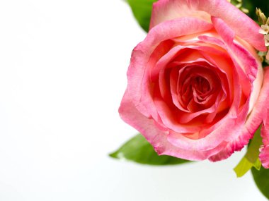 pembe Gül çiçek yeşil yaprakları ve beyaz arka plan (izole arka plan üzerinde çiğ noktası (damla))